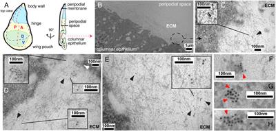 Drosophila hedgehog signaling range and robustness depend on direct and sustained heparan sulfate interactions